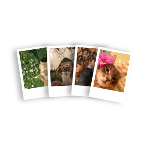 Polaroid MINI 3.5*5